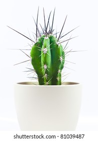 Cactus with long spines