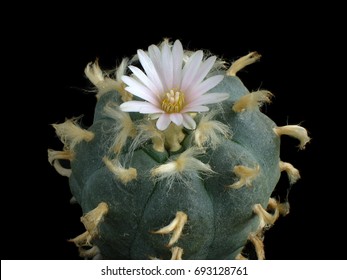 Cactus "Lophophora williamsii" with flower isolated on black. Mescaline cactus. Peyote. 