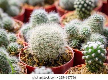 Cactus Mammillaria Candida 