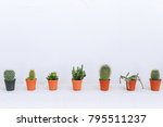 Cactus Marnia Plant