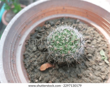 A cactus is a member of the plant family Cactaceae a family comprising about 127 genera with some 1750 known species of the order caryophyllales.