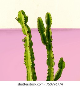 Cactus Minimal Design On A Pink Wall