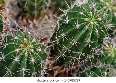 Cactus in Morocco