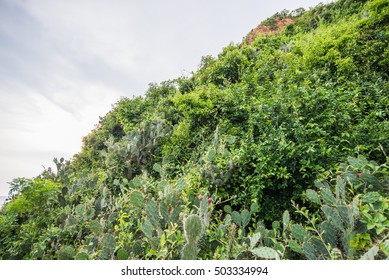 Cactus Mountain