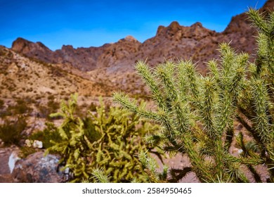 Cactus and Mountain Range in Desert Tranquility Eye-Level View