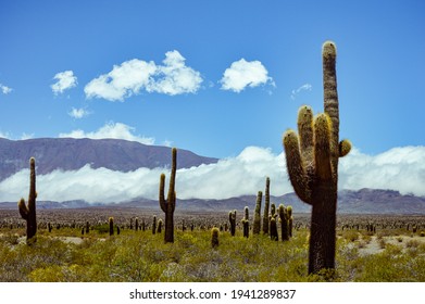 Cactus And Mountains In Salta, Argentina