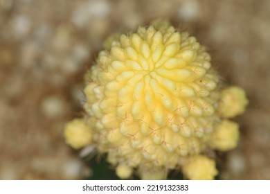 A Cactus At The Nature Back Ground



