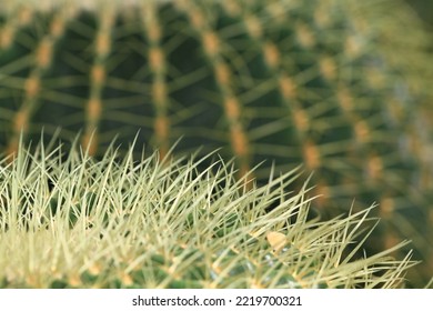 A Cactus At The Nature Back Ground



