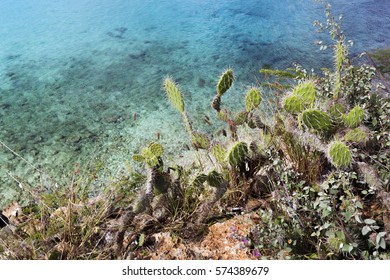 Cactus near crystal clear ocean on Curacao - Shutterstock ID 574389679