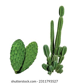 Cactus Nepal Botanical name Succulent plant, cactus, botany, leaf