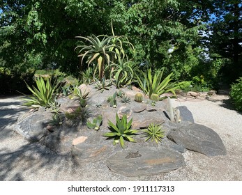 Cactus Oasis In The Botanical Garden