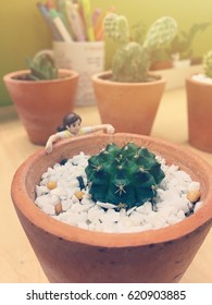 Cactus in office