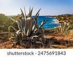 cactus on the beach. coastal agave with aegean sea view