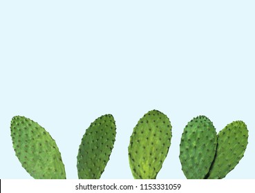 Cactus on the blue background 
Minimal creative stillife - Powered by Shutterstock