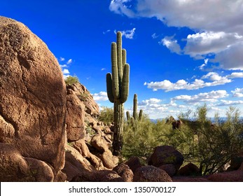 Cactus on Camelback Mountain, Arizona