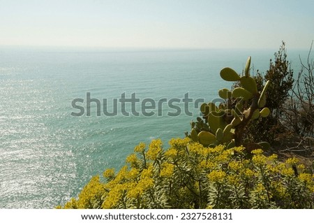 Cactus On A Cliff By The Sea