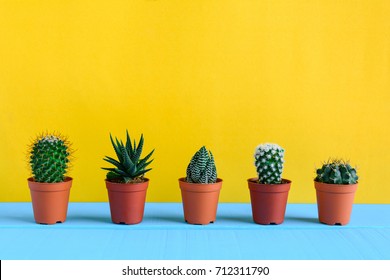 Cactus on the desk with yellow wall and minimal style