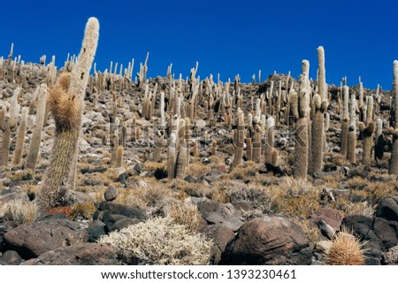 Similar – Cacti and salt lake