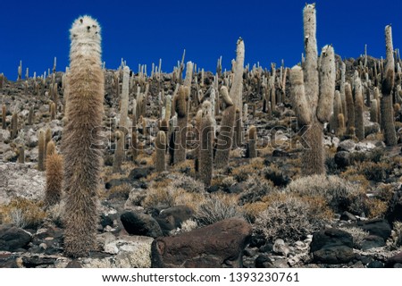 Cacti and salt lake