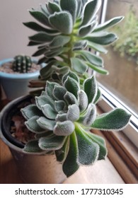 Cactus On Internal Window Ledge With Green And Concrete External