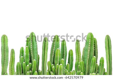 Cactus on isolated background.