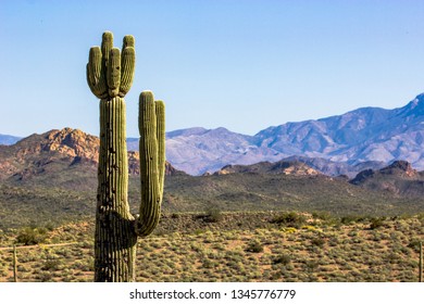 Cactus on one side of the frame with spring time green shrubs during March in Phoenix Arizona. Sky is bright and blue, and mountains in the background have a nice blue tint from haze in the morning - Shutterstock ID 1345776779