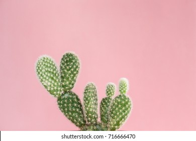 Cactus On Pink Background.