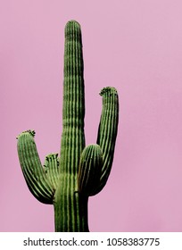 Cactus on the pink background 
				Minimal creative stillife