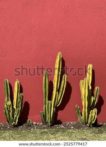 Cactus on a red background