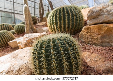 Cactus On A Rock Garden With Copy Space 