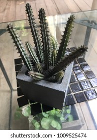 Cactus on the table