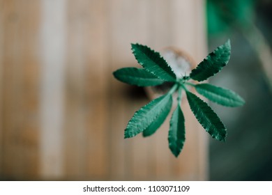 Cactus on the table