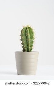 Cactus On White