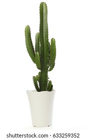 Cactus On White 