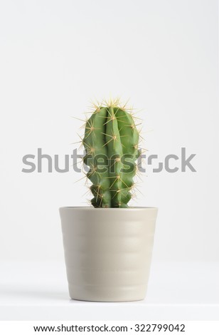 cactus on white