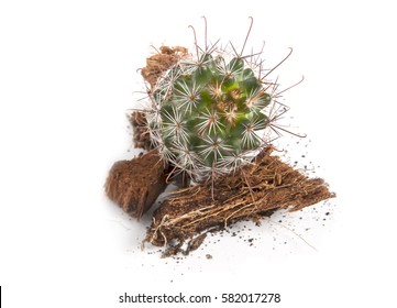 Cactus On White Background