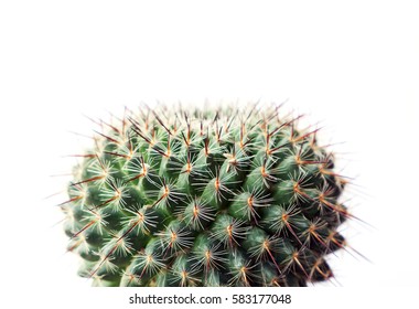 Cactus On A White Background.