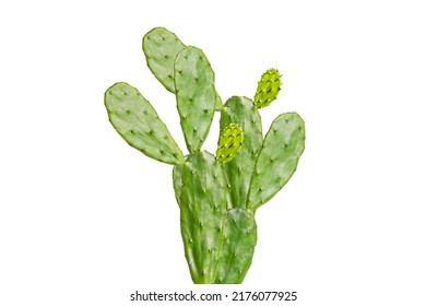 Cactus on a white isolated scene - Powered by Shutterstock