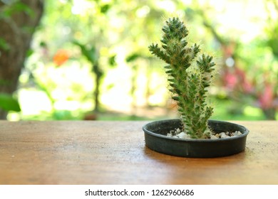 Cactus on wood table. 