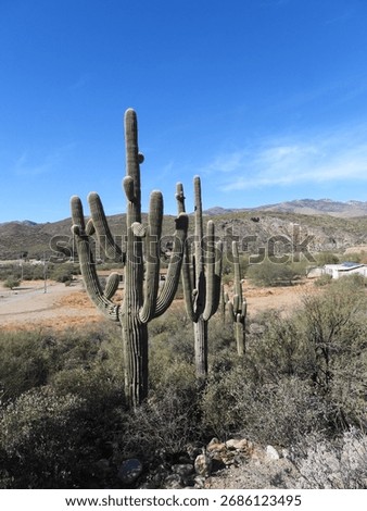 Cactus in the open range with blue sky