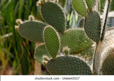 Cactus Opuntia leucotricha Plant with Spines Close Up. Green plant cactus with spines and dried flowers.Indian fig opuntia, barbary fig, cactus pear, spineless cactus, prickly pear.