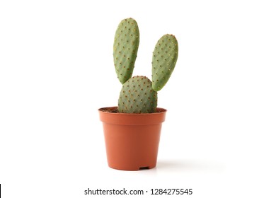 Cactus Opuntia In Pot Isolated On White Background. Cute Young Succulent Cactus.
