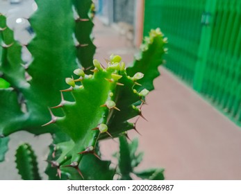 euphorbia lactea tree