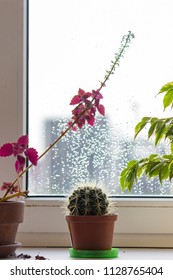 Cactus And Other Domestic Plants With Rainy Window Background