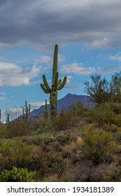 Cactus Out In Lost Dutchman State Park