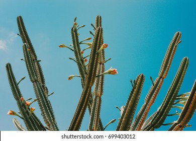 cactus outdoor blue sky