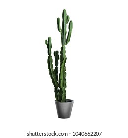 Cactus Over White Background