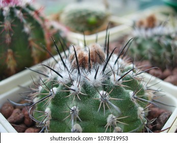 Cactus Parodia Subterranea With Dark Red Flowers.