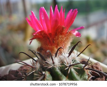 Cactus Parodia Subterranea With Dark Red Flowers.