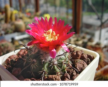 Cactus Parodia Subterranea With Dark Red Flowers.